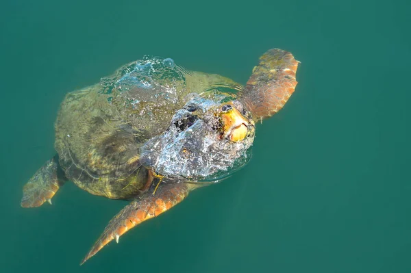 在希腊凯法利尼亚的静水中 海龟在浮出水面呼吸空气时 用气泡冲破了水面 没有人 复制空间 — 图库照片