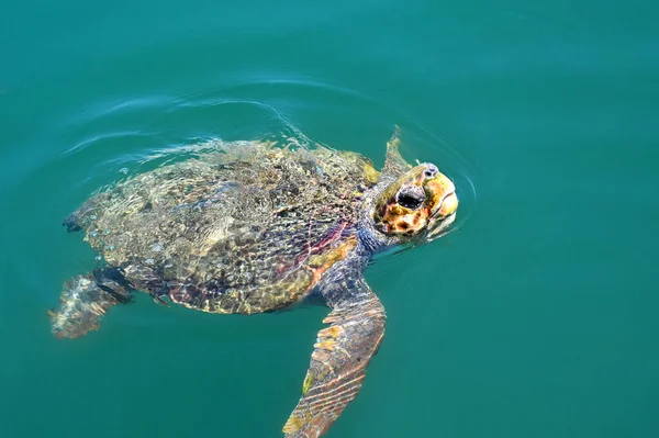 Yunanistan Kefalonia Kentindeki Durgun Sularda Yüzen Kaplumbağa Nsan Yok Boşluğu — Stok fotoğraf