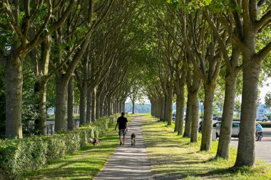 Veere, Netherlands - August 2022: Person walking his dogs on a footpath lined by mature trees