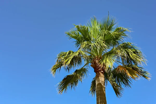 Palm tree isolated against a clear blue sky. No people. Copy space.