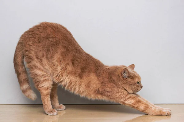En röd katt som välter ryggen. Kattposen. Uppvärmning. — Stockfoto