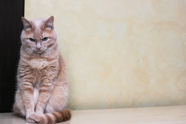 슬픈 빨간 고양이가 머리를 숙이고 앉아 있고 눈썹은 오므린 채. 로열티 프리 스톡 이미지