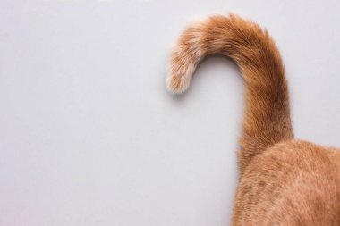 Kedilerin kuyruğundan bir soru işareti..