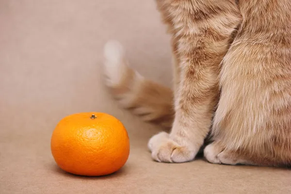 Uma Tangerina Parte Gato Vermelho Sentado Lado Conceito Comida Para — Fotografia de Stock