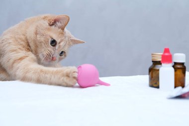 Kızıl kedi pembe plastik bir tıbbi lavmanla oynuyor. Hayvan tedavisi kavramı.