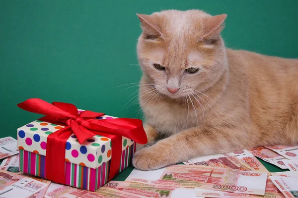 一只红色的猫躺在5000个俄罗斯钞票中间 旁边是一个红色蝴蝶结的明亮礼品盒 昂贵的礼物 — 图库照片