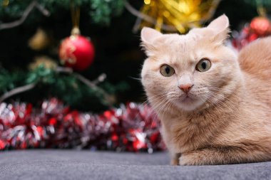 Kızgın kırmızı kedi Noel ağacının yanında. Yılbaşı tatilinde evcil hayvanlar. Kızgın kedi bakışı.