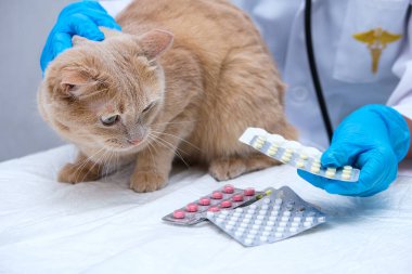 Veterinerde kırmızı bir kedi. Evcil hayvanlara muayene ve tedavi. Evcil hayvanlar için ilaç konsepti. Veteriner randevusunda.
