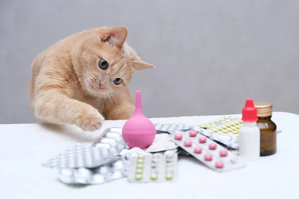 薬の山の前に座ってゴム製の医療用の敵と遊ぶ赤い毛の猫 ペット治療の概念 ストック画像