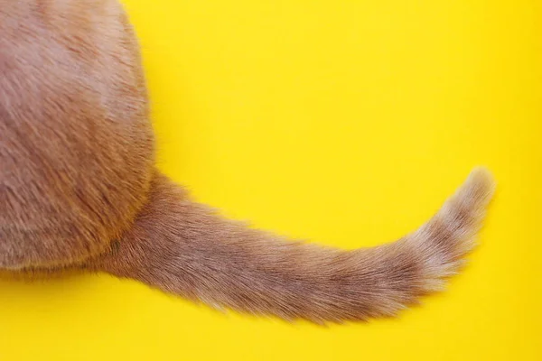 Tip Red Cat Tail Yellow Background Part Red Cat Rear — Stockfoto