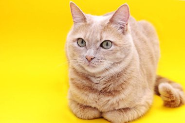 Kameranın önünde poz veren kırmızı kedi. yakın plan