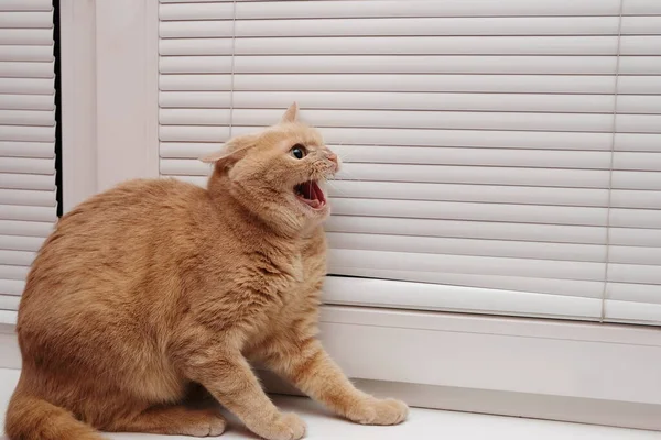 Egy Dühös Vörös Macska Nyitott Szájjal Ablakpárkányon Foggal Szájában Veszélyes — Stock Fotó