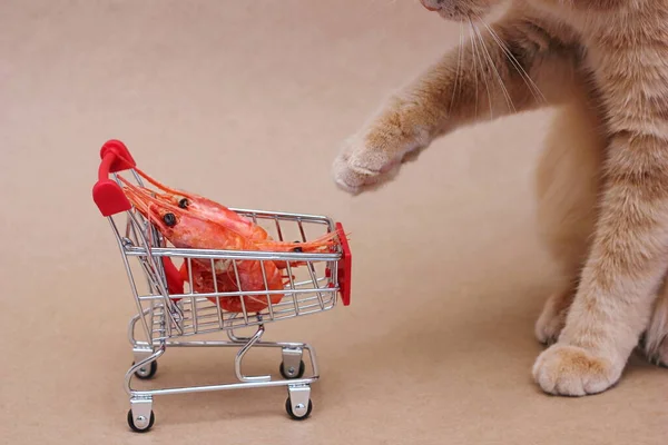 Eine Rote Katze Streckt Ihre Pfote Richtung Der Rot Gekochten — Stockfoto