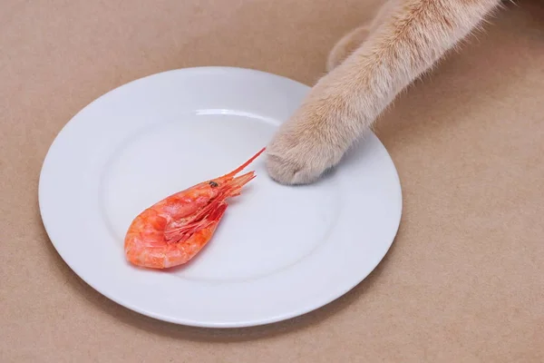 Paw Red Cat Touching Red Boiled Shrimp Lying White Plate — Stockfoto