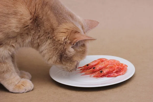 Cat Sniffing Boiled Shrimp Plate Seafood Diet Cats Diet Pets lizenzfreie Stockfotos