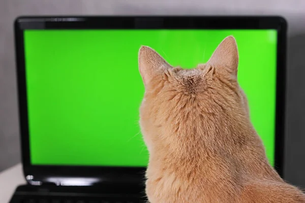 Gatto Rosso Che Guarda Uno Schermo Verde Del Computer Portatile Foto Stock