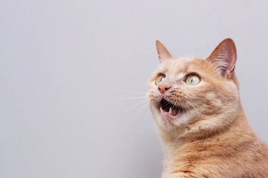 Ağzı açık kırmızı bir kedi. Gri arkaplan.
