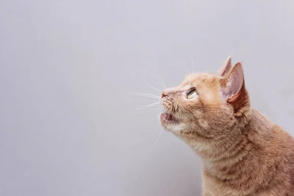 Červená Kočka Otevřenou Pusou Dívá Nahoru — Stock fotografie