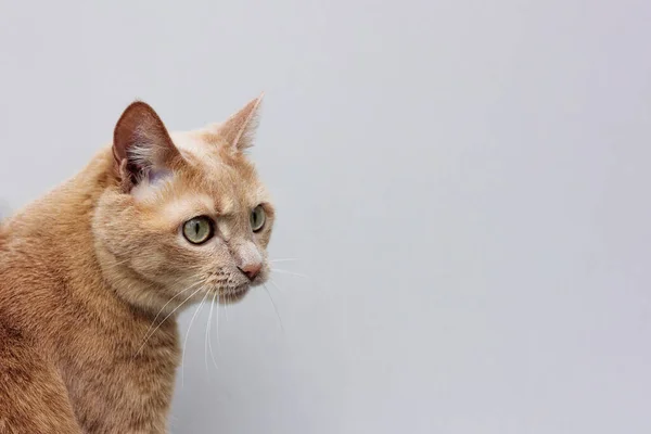 Retrato Gato Rojo Con Cejas Surcadas Mirada Concentrada Gato —  Fotos de Stock
