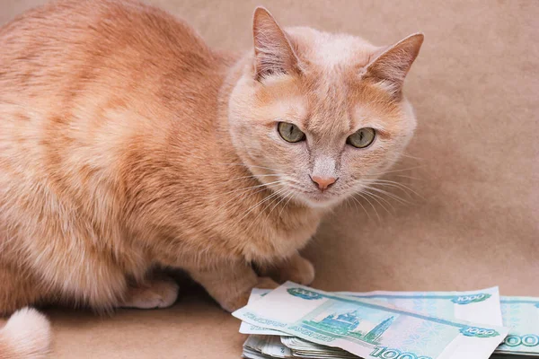 Bogactwo. Oszczędności. Rudowłosy kot obok paczki rosyjskich banknotów o wartości 1000 rubli. — Zdjęcie stockowe