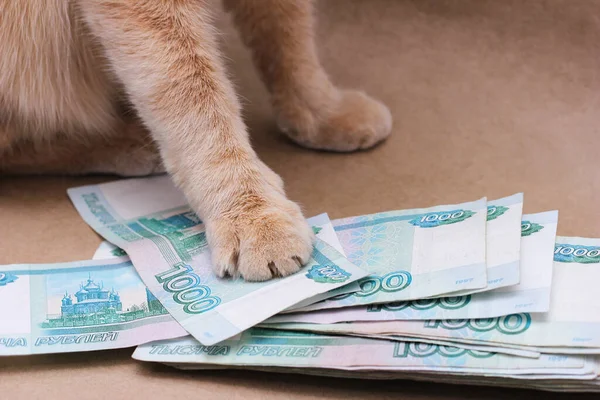 Rode kat raakt Russische bankbiljetten ter waarde van 1000 roebel — Stockfoto