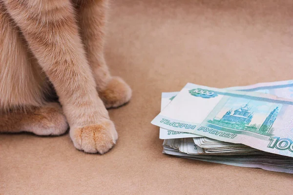 Bogactwo. Oszczędności. Rudowłosy kot obok rosyjskich banknotów wart 1000 rubli. — Zdjęcie stockowe