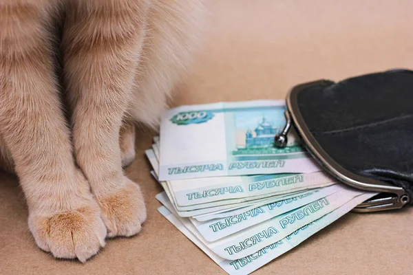 Bogactwo. Oszczędności. Rudowłosy kot obok rosyjskich banknotów wart 1000 rubli. — Zdjęcie stockowe