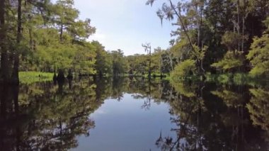 Yazın sonlarında Florida, Palmdale yakınlarındaki Fisheating Creek 'te kayak yaparken..