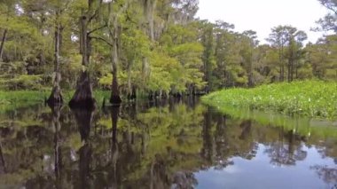 Yazın sonlarında Florida, Palmdale yakınlarındaki Fisheating Creek 'te kayak yaparken..