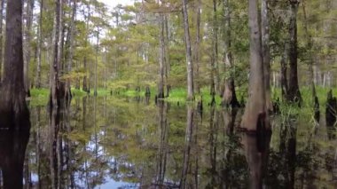 Yazın sonlarında Florida, Palmdale yakınlarındaki Fisheating Creek 'te kayak yaparken..