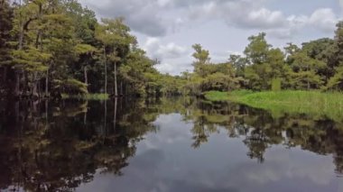 Yazın sonlarında Florida, Palmdale yakınlarındaki Fisheating Creek 'te kayak yaparken..