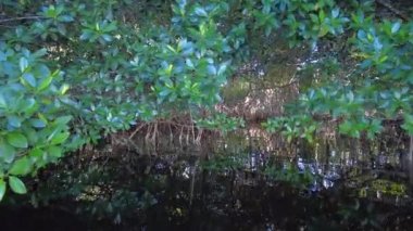 Everglades Ulusal Parkı 'ndaki Coot Bay' deki mangrov ormanında kano yaparken..
