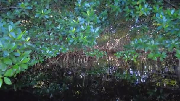Kajakpaddling i mangroveskog på Coot Bay i Everglades nationalpark. — Stockvideo