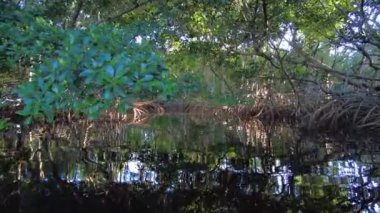 Everglades Ulusal Parkı 'ndaki Coot Bay' deki mangrov ormanında kano yaparken..