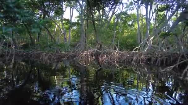 Kajakpaddling i mangroveskog på Coot Bay i Everglades nationalpark. — Stockvideo
