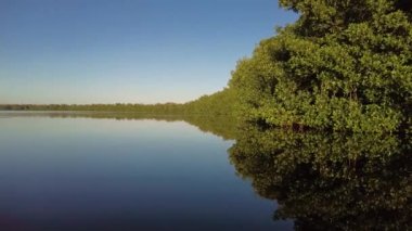 Everglafdes Ulusal Parkı 'ndaki Coot Bay' in mangrov sahilinde kano yaparken, Fla 4K.