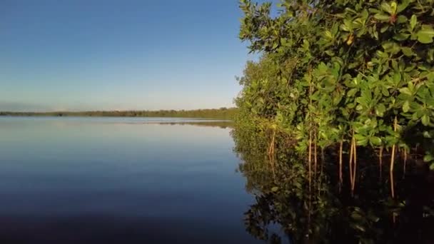 Kayaking the mangrove coast of Coot Bay in Everglafdes National Park, Fla 4K. — Stockvideo