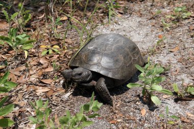 Gopher Kaplumbağa - Gopherus polyphemus - Florida 'daki doğal yaşam alanında..