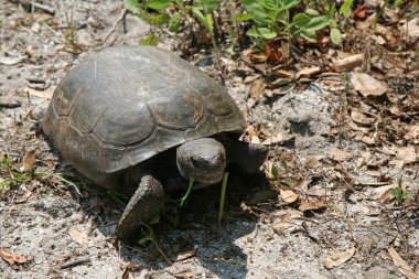 Gopher Kaplumbağa - Gopherus polyphemus - Florida 'daki doğal yaşam alanında..
