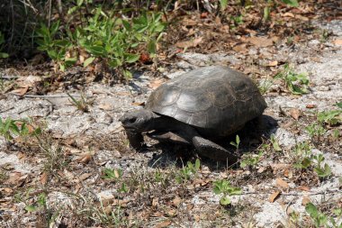 Gopher Kaplumbağa - Gopherus polyphemus - Florida 'daki doğal yaşam alanında..