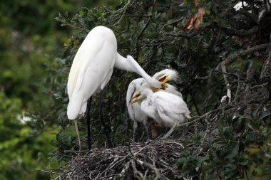 Büyük balıkçıl - Ardea alba - Florida 'daki meşe ağacında yuvadaki yavruları besler.