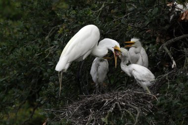Büyük balıkçıl - Ardea alba - Florida 'daki meşe ağacında yuvadaki yavruları besler.