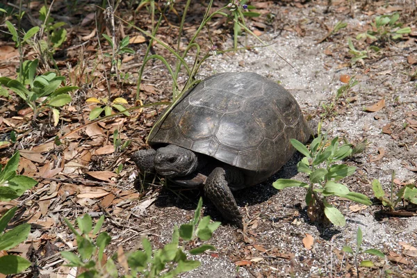 Gopher Kaplumbağa - Gopherus polyphemus - Florida 'daki doğal yaşam alanında..