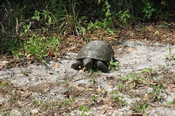 Gopher Kaplumbağa - Gopherus polyphemus - Florida 'daki doğal yaşam alanında..