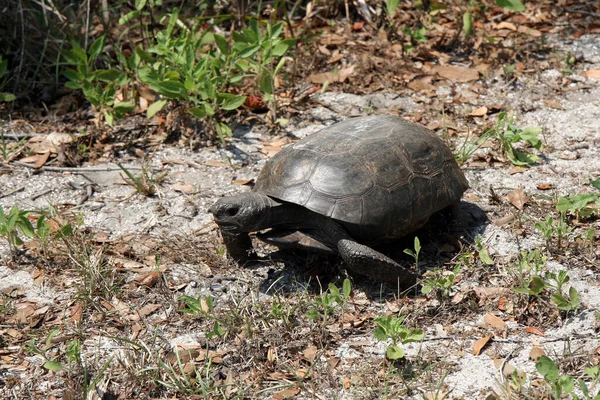 Gopher Kaplumbağa - Gopherus polyphemus - Florida 'daki doğal yaşam alanında..