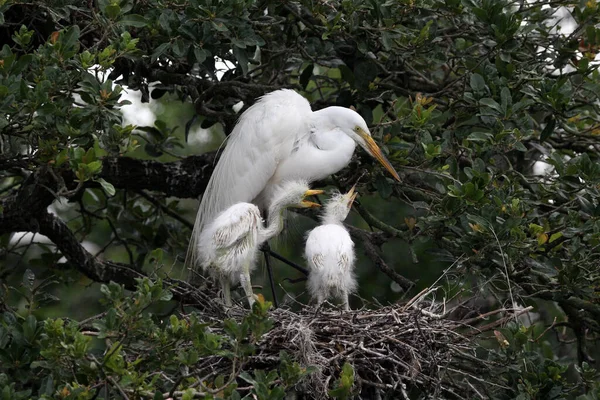 Büyük balıkçıl - Ardea alba - Florida 'daki meşe ağacında yuvadaki yavruları besler.