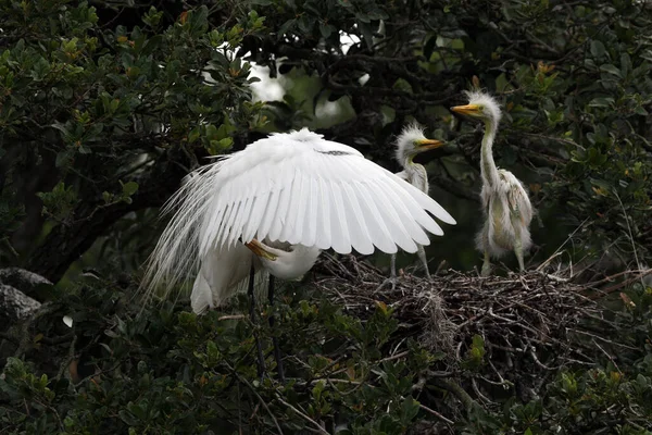 Büyük balıkçıl - Ardea alba - Florida 'daki meşe ağacında yuvadaki yavruları besler.