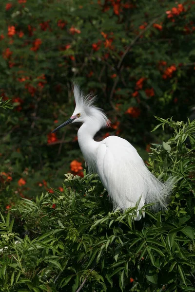 Aigrette des neiges - Egretta thula - dans la coloration de reproduction et le plumage. — Photo