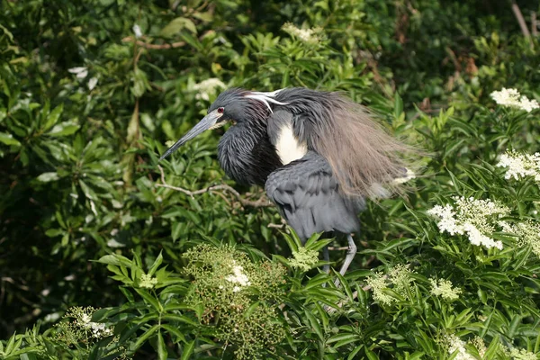 Tricolored Heron - Egretta tricolor - na coloração de reprodução e plumagem. — Fotografia de Stock