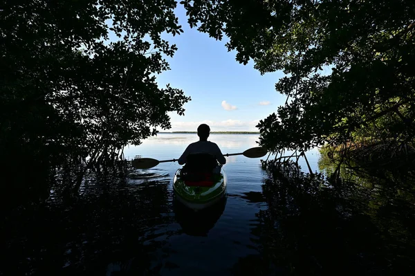 Aktív, magas rangú kajakos sziluett a kék ég ellen mangrove lombkorona alatt. — Stock Fotó